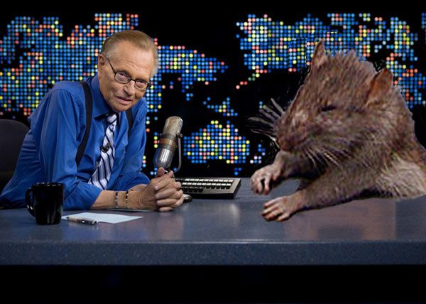And lchance thinks Larry King is the next stop for Sad Rat.